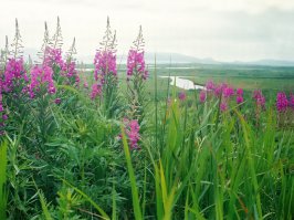 564 рубля за 100 грамм стоит в чайной магазе рядом, откуда такая цена, он же как сорняк на каждом отшибе растет