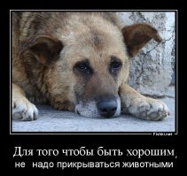 Как я пытался сотрудничать с приютами для животных