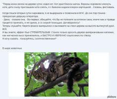 Жители Коркино спасли кота, который  забрался на деревянный столб ЛЭП и просидел там три днЯ