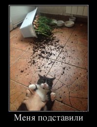 Прикольные картинки