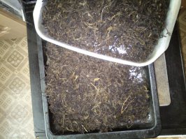 Тоже давно уже слышал о пользе и необычайном вкусе этого чая. Я хоть и тот еще лентяй, решил заморочится - и приготовил сам. Технология довольно замысловата - заготовка, подвяливание, скручивание-сминание, ферментация 3-4 дня и сушка в духовке. Действительно, очень вкусный чай, сейчас пью только его ну и другие душистые травы, про индийский забыл. Рекомендую!Доброго всем здоровья! ;)