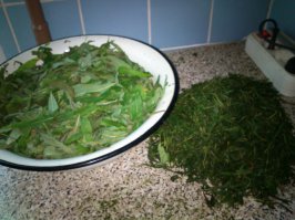 Тоже давно уже слышал о пользе и необычайном вкусе этого чая. Я хоть и тот еще лентяй, решил заморочится - и приготовил сам. Технология довольно замысловата - заготовка, подвяливание, скручивание-сминание, ферментация 3-4 дня и сушка в духовке. Действительно, очень вкусный чай, сейчас пью только его ну и другие душистые травы, про индийский забыл. Рекомендую!Доброго всем здоровья! ;)