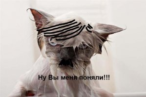 15 забавных фотографий мокрых кисок