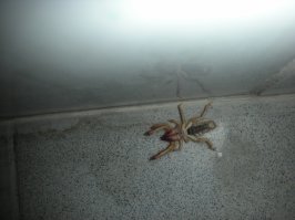 Пришел как-то в душ в Кабуле, а там...