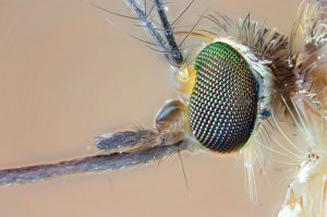 Потрясающие снимки «произведений искусства», созданных самой природой