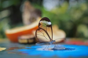 Потрясающие снимки «произведений искусства», созданных самой природой