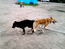 Даже железные нервы Арни не вынесли этих фотографий!