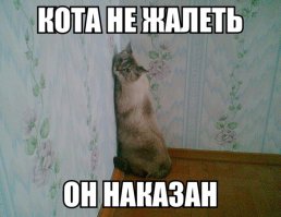 У кота на последней на мордахе написано - без боя не сдамся))