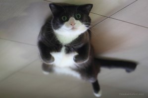 Мой Котэ одобряет:)