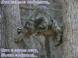 Котяга-спортсменяга.