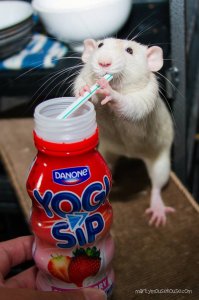 Трапеза в мире животных