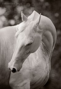 Классно! Очень красивые фотки. Но наши могут не хуже. Например, это Пиастр. Автор написан на фотке. Если уши на этой фотке развернуть горизонтально, то получим... так на фентезевых картинках рисуют драконов.