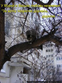 Наимилейшая кошачья любовь!