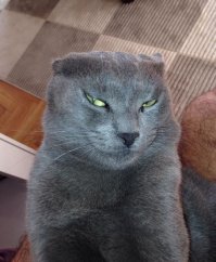 Приколы с животными