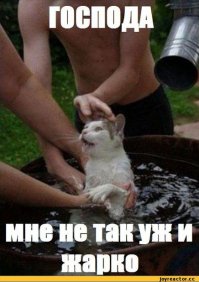 15 забавных фотографий мокрых кисок