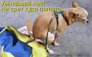 Что делать когда закончилась туалетная бумага