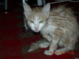 15 забавных фотографий мокрых кисок