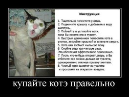 15 забавных фотографий мокрых кисок