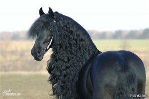 Потрясающие работы девушки, которая исполнила мечту детства и стала конным фотографом