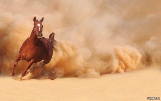 Потрясающие работы девушки, которая исполнила мечту детства и стала конным фотографом