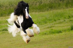 Потрясающие работы девушки, которая исполнила мечту детства и стала конным фотографом