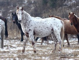 А это Алтайская чубарая.