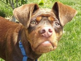 Приколы с братьями меньшими