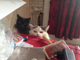 мои бандиты (: настоящие пираты