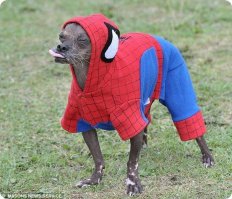 Приколы с братьями меньшими