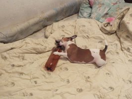 Красотка,но для меня, моя малышка Самая-Самая. Не обижайтесь, девочка, правда красива.
Моя малышка, борется с "зелёным змием". 
Я, алкоголик, а она, горловины бутылкам отгрызает и сурово на них прыгает и рычит, пока те в руках.