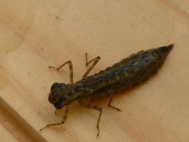 Про личинку ничего не сказали. Личиночная стадия то-ли два, то-ли три года. Сама по себе тот еще монстр...