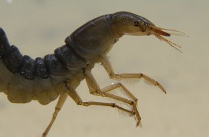 Личинка жука плавунца покруче будет.