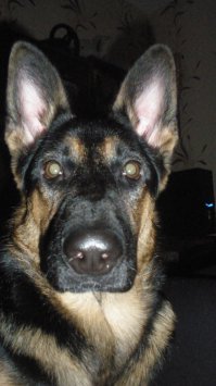 а это мой питомец)))