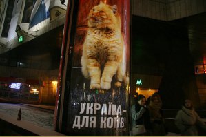 Долой хунту! Да здравствуют коты!