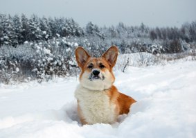 Наши любимцы