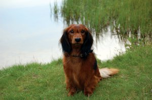 Наши любимцы