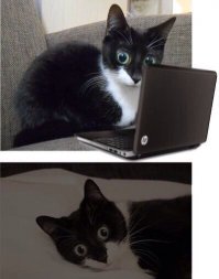 Бородатая женщина и Мальчик-Лобстер: история любви ко дню святого Валентина