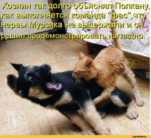 Истинные желания собак не поддаются никакой логике!