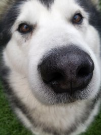 Наши любимцы