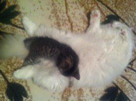 Мои старшие,белый -уличный подобранец,полосатенькая девочка - бракованный скотиш из приюта и младший - дитя войны)))