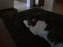 Мои старшие,белый -уличный подобранец,полосатенькая девочка - бракованный скотиш из приюта и младший - дитя войны)))