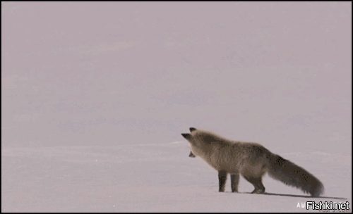 Из солянки от 15.02.2016