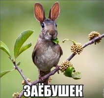 За что ученые так смешно обозвали этих животных?