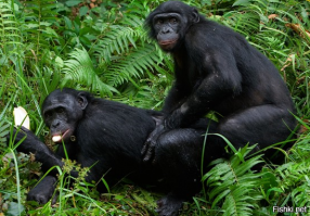 кто барышню кормит тот ее и танцует!