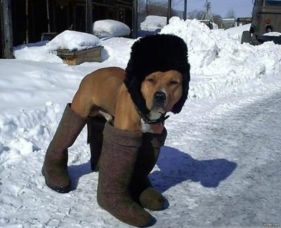 Из солянки от 14.02.2016