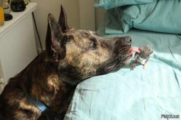 Из солянки от 14.02.2016