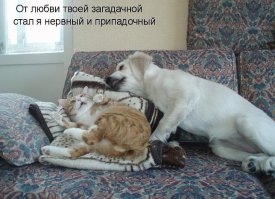 Истинные желания собак не поддаются никакой логике!