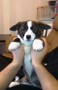 Это чудо у нас сегодня появилось, муж подарил)))