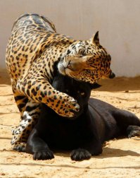 Поцелуи, обнимашки и другие нежности