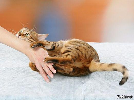 А кошка боится пауков...
